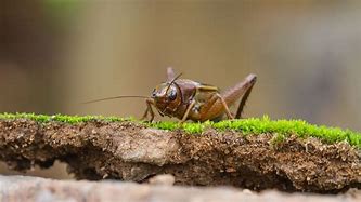 Image result for Flying Cricket Bug