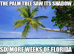 Image result for Palm Tree Meme