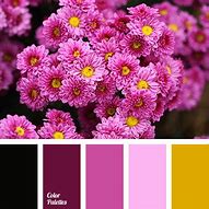 Image result for Maroon and Gold Color Palette