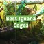 Image result for Iguana Cage