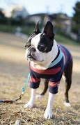 Image result for Cool Dog Clothes