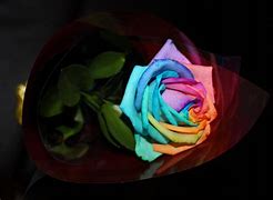 Image result for Black Rainbow Roses