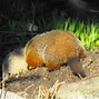Image result for Groundhog in Garden