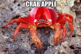 Image result for Crabby Apple Meme