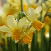 Image result for Narcissus Eaton Song