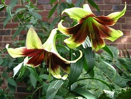 Image result for Lilium nepalense