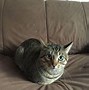 Image result for Cat Loafing Side View