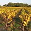 Image result for Dirty Rowdy Melon Bourgogne Antle