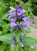 Image result for Nepeta subsessilis Laufen
