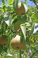 Image result for Dwarf Pear Tree