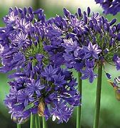 Image result for Agapanthus Purple Cloud