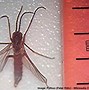 Image result for Insects That Make Noise at Night