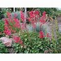 Image result for Heuchera sanguinea Alba