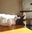 Image result for site:thecat.jp