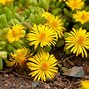 Image result for What Polinates Ice Plant Flower
