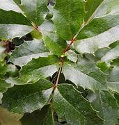 Image result for Mahonia aquifolium Apollo 