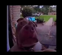 Image result for Sus Dog Doorbell Meme