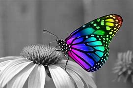 Image result for Rainbow Butterfly Desktop