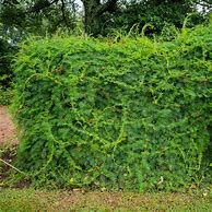 Image result for Cypress Vine in Garden