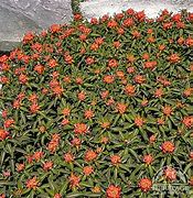 Image result for Euphorbia griffithii Dixter