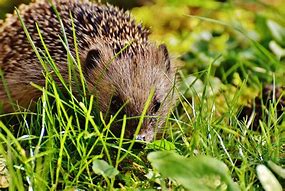 Image result for How Much Are Hedgehogs