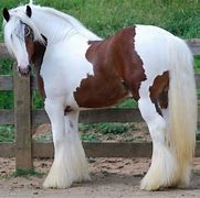 Image result for Red Roan Gypsy Vanner