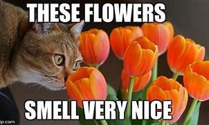 Image result for Spring Flowers Funny Meme