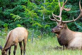 Image result for Largest Elk Ever
