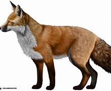 Image result for Commander Fox Colorless