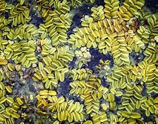 Image result for What Is a Water Moss Fern
