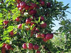 Image result for Apple Hill Farms Arts and Crafts