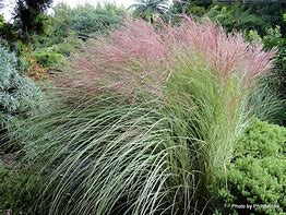Image result for Miscanthus sinensis China