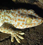 Image result for Cicak Gecko