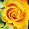 Image result for Royalty Free Yellow Rose Wallpaper