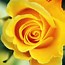 Image result for Yellow Roses On the with High Resolution