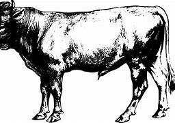 Image result for Side View of a Bull Clip Art