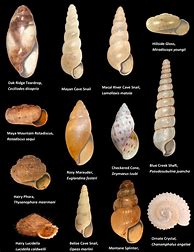 Image result for Types of Snail Shells