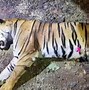 Image result for Kannur Tiger Death