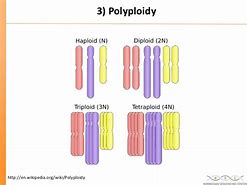Image result for Mutation Ploidy