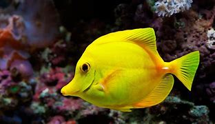 Image result for The Original iPhone Wallpaper Fish