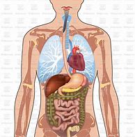 Image result for Clip Art Human Bodies