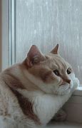 Image result for Hello Sad Cat