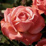 Image result for Orange Hybrid Tea Rose Varieties