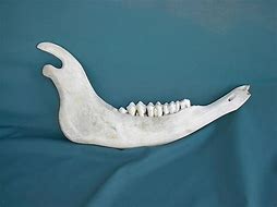 Image result for Buffalo Jaw Bone