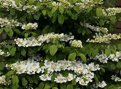 Image result for Viburnum plicatum tomentosum Opening Day