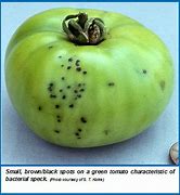 Image result for Speck Fruit