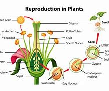 Image result for Reproduction in Plants Form 3