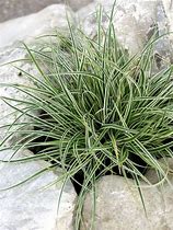 Image result for Carex conica Snowline