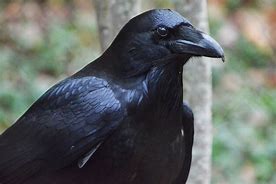 Image result for Fat Raven Bird