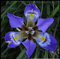Image result for Iris unguicularis from Lady Gibson